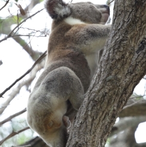 Phascolarctos cinereus at Ormiston, QLD - 15 Dec 2023