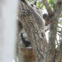 Phascolarctos cinereus at Ormiston, QLD - 15 Dec 2023