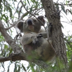 Phascolarctos cinereus at Ormiston, QLD - 15 Dec 2023