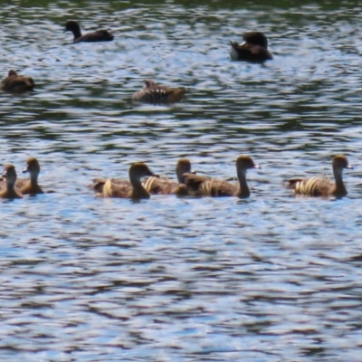 Dendrocygna eytoni (Plumed Whistling-Duck) at Fyshwick Sewerage Treatment Plant - 14 Dec 2023 by RodDeb