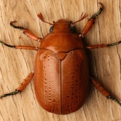 Anoplognathus porosus (Porosus Christmas beetle) at Ainslie, ACT - 14 Dec 2023 by jb2602