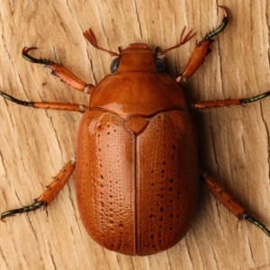 Anoplognathus porosus at Ainslie, ACT - 14 Dec 2023