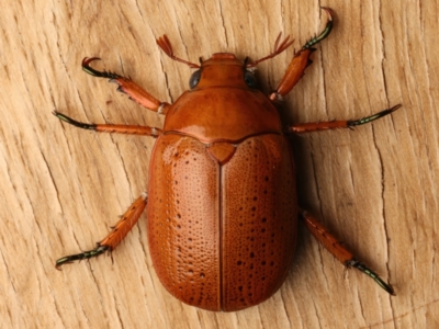 Anoplognathus porosus (Porosus Christmas beetle) at Ainslie, ACT - 14 Dec 2023 by jb2602