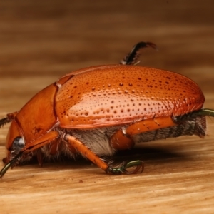 Anoplognathus porosus at Ainslie, ACT - 14 Dec 2023 08:38 PM