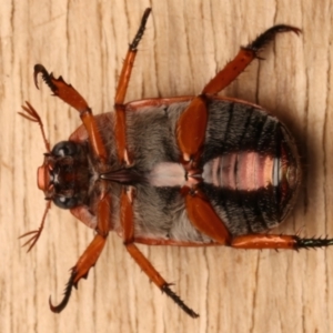 Anoplognathus porosus at Ainslie, ACT - 14 Dec 2023 08:38 PM