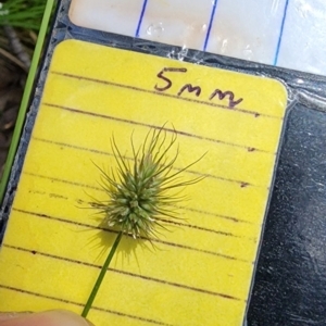 Echinopogon ovatus at Namadgi National Park - 15 Dec 2023