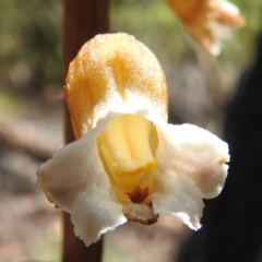 Gastrodia procera (Tall Potato Orchid) at Rendezvous Creek, ACT - 15 Dec 2023 by HelenCross