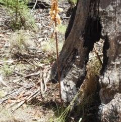 Gastrodia procera at Namadgi National Park - suppressed