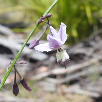 Arthropodium milleflorum (Vanilla Lily) at Namadgi National Park - 15 Dec 2023 by HelenCross