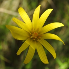 Microseris lanceolata (Yam Daisy) at Rendezvous Creek, ACT - 15 Dec 2023 by HelenCross