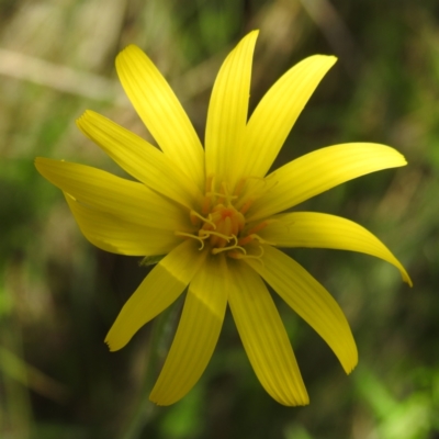 Microseris lanceolata (Yam Daisy) at Rendezvous Creek, ACT - 15 Dec 2023 by HelenCross