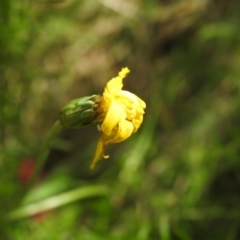 Microseris lanceolata at Namadgi National Park - 15 Dec 2023