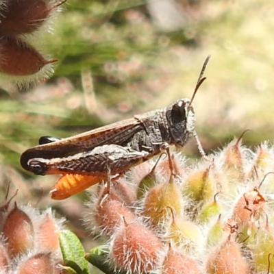 Cryptobothrus chrysophorus (Golden Bandwing) at Rendezvous Creek, ACT - 15 Dec 2023 by HelenCross