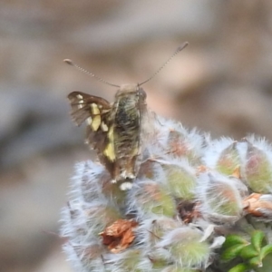 Trapezites phigalioides at Namadgi National Park - 15 Dec 2023