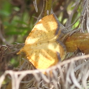 Chrysolarentia correlata at Namadgi National Park - 15 Dec 2023