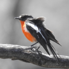 Petroica phoenicea (Flame Robin) at Rendezvous Creek, ACT - 15 Dec 2023 by HelenCross