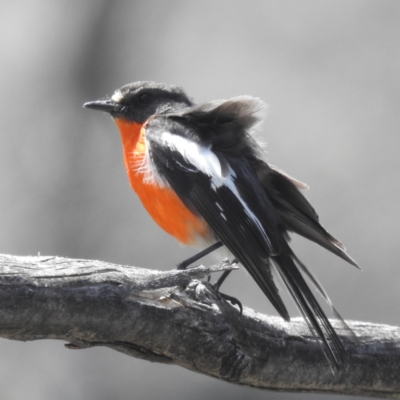 Petroica phoenicea (Flame Robin) at Rendezvous Creek, ACT - 15 Dec 2023 by HelenCross