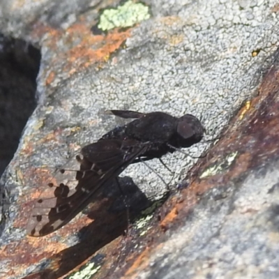 Anthrax maculatus (A bee fly) at Namadgi National Park - 15 Dec 2023 by HelenCross