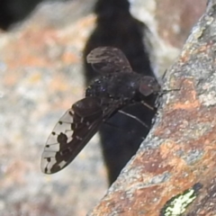 Anthrax maculatus at Namadgi National Park - 15 Dec 2023