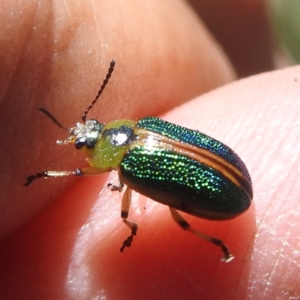 Calomela bartoni at Namadgi National Park - 15 Dec 2023 12:21 PM