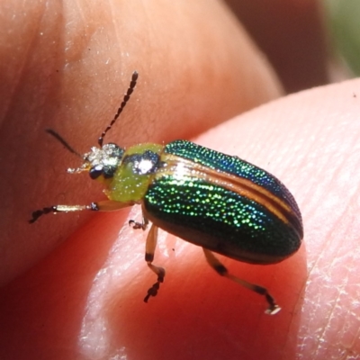 Calomela bartoni (Acacia Leaf Beetle) at Namadgi National Park - 15 Dec 2023 by HelenCross