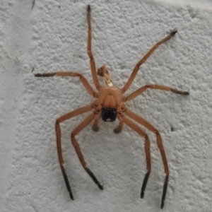 Delena cancerides at Tidbinbilla Nature Reserve - 15 Dec 2023 01:33 PM