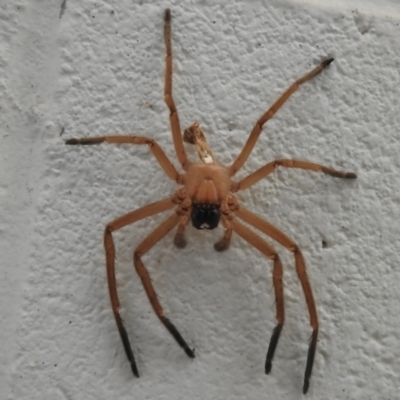 Delena cancerides (Social huntsman spider) at Paddys River, ACT - 15 Dec 2023 by JohnBundock