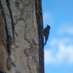 Cormobates leucophaea (White-throated Treecreeper) at Wodonga Regional Park - 15 Dec 2023 by Darcy