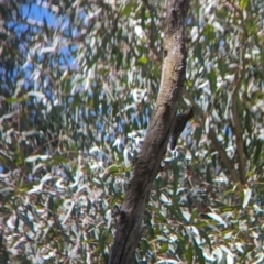 Cormobates leucophaea at Wodonga - 15 Dec 2023