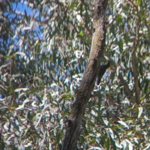 Cormobates leucophaea at Wodonga - 15 Dec 2023 01:21 PM