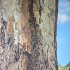 Cormobates leucophaea at Wodonga - 15 Dec 2023