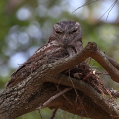 Podargus strigoides at Ormiston, QLD - 15 Dec 2023