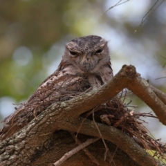 Podargus strigoides at Ormiston, QLD - 15 Dec 2023 11:03 AM