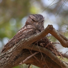 Podargus strigoides at Ormiston, QLD - 15 Dec 2023