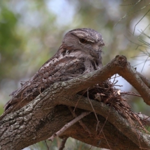 Podargus strigoides at Ormiston, QLD - 15 Dec 2023