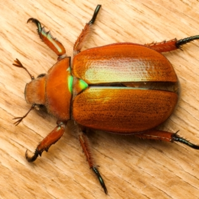 Anoplognathus hirsutus (Hirsute Christmas beetle) at Ainslie, ACT - 14 Dec 2023 by jb2602
