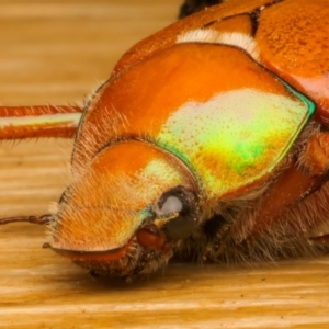 Anoplognathus hirsutus at Ainslie, ACT - 14 Dec 2023