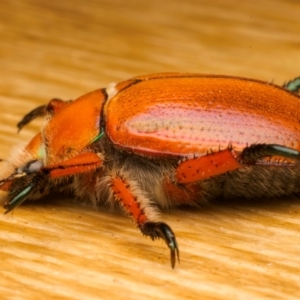 Anoplognathus hirsutus at Ainslie, ACT - 14 Dec 2023