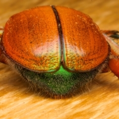 Anoplognathus hirsutus at Ainslie, ACT - 14 Dec 2023