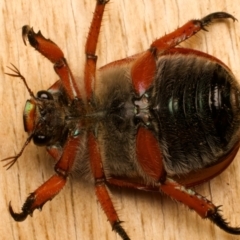 Anoplognathus hirsutus at Ainslie, ACT - 14 Dec 2023