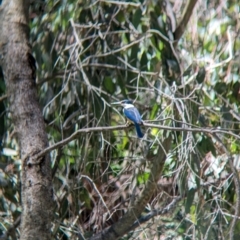 Todiramphus sanctus (Sacred Kingfisher) at Wodonga Regional Park - 15 Dec 2023 by Darcy