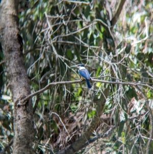 Todiramphus sanctus at Wodonga Regional Park - 15 Dec 2023