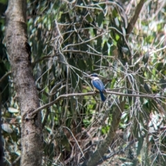 Todiramphus sanctus at Wodonga Regional Park - 15 Dec 2023