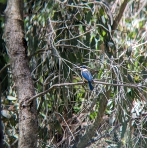 Todiramphus sanctus at Wodonga Regional Park - 15 Dec 2023