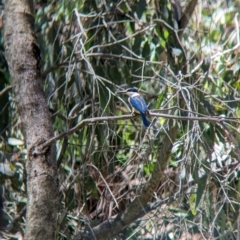 Todiramphus sanctus at Wodonga Regional Park - 15 Dec 2023