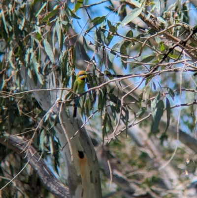Merops ornatus (Rainbow Bee-eater) at Thurgoona, NSW - 15 Dec 2023 by Darcy