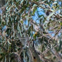 Merops ornatus at Wodonga Regional Park - 15 Dec 2023 02:41 PM