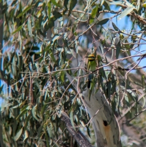 Merops ornatus at Wodonga Regional Park - 15 Dec 2023 02:41 PM