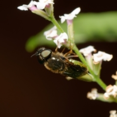 Odontomyia opertanea (A soldier fly) at Downer, ACT - 15 Dec 2023 by RobertD