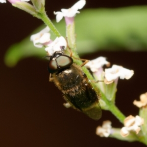 Odontomyia opertanea at Downer, ACT - 15 Dec 2023